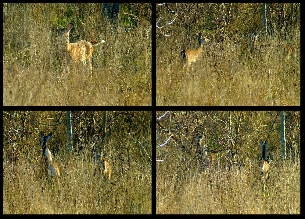 (09) deer montage.jpg   (1000x720)   526 Kb                                    Click to display next picture